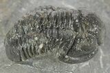 Curled Proetid (Gerastos) Trilobite Fossil - Morocco #377265-2